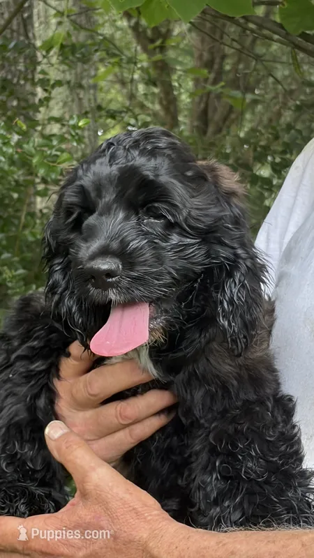 Molly AKC – Cocker Spaniel puppy for sale in Pinson, TN