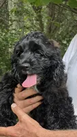 Molly AKC, a female Cocker Spaniel for sale in Pinson, TN – 1 of 6