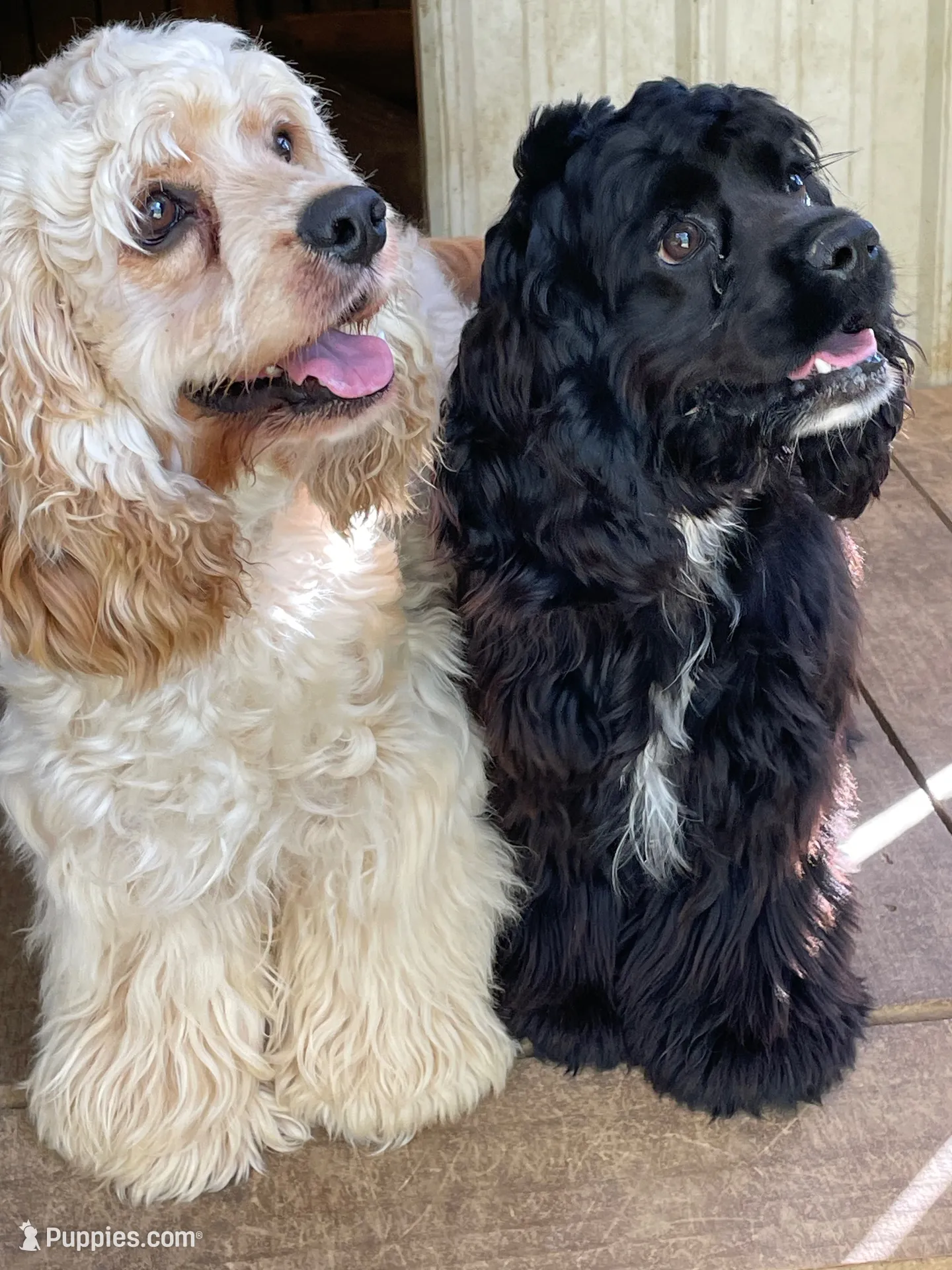 Boomer AKC, a male Cocker Spaniel for sale in Pinson, TN – 5 of 5