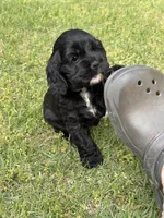 Sassy AKC, a female Cocker Spaniel for sale in Pinson, TN – Photo 5 of 6