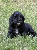 Sassy AKC, a female Cocker Spaniel for sale in Pinson, TN – Photo 4 of 6