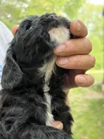Sassy AKC, a female Cocker Spaniel for sale in Pinson, TN – Photo 2 of 6