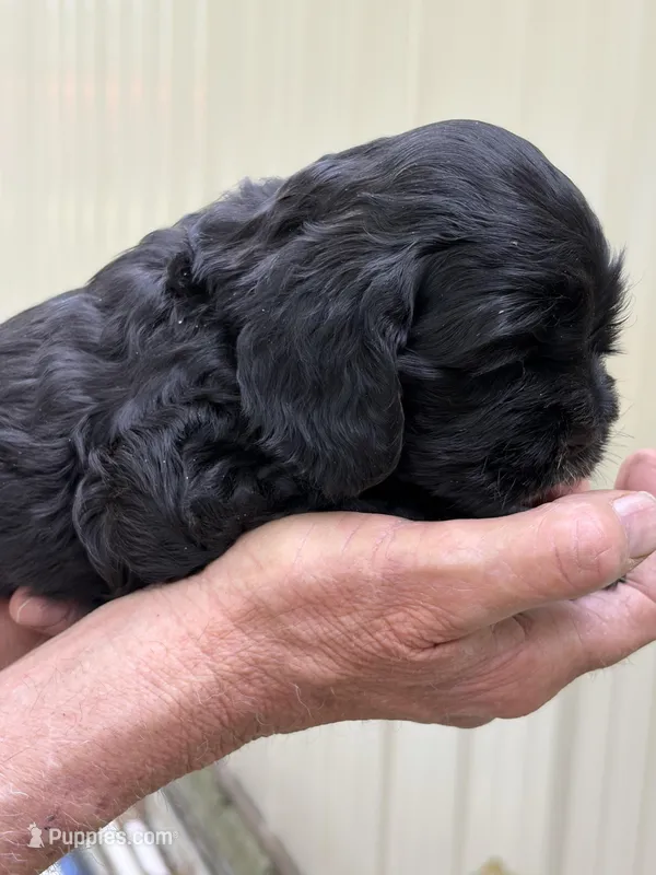 Sassy AKC – Cocker Spaniel puppy for sale in Pinson, TN