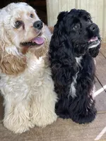 Sassy AKC, a female Cocker Spaniel for sale in Pinson, TN – Photo 3 of 6