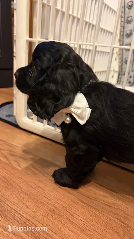 Jazzy – Cocker Spaniel puppy on hold in Pinson, TN