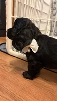 Jazzy, a female Cocker Spaniel for sale in Pinson, TN – 1 of 4