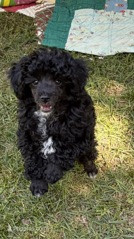 Jay Jay – Poodle - Toy  puppy for sale in Pinson, TN