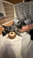 Jagger, a male Cocker Spaniel for sale in Pinson, TN – 4 of 5