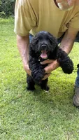 Milli AKC reduced , a female Cocker Spaniel for sale in Pinson, TN – 6 of 7