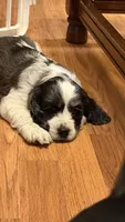 Flash, a male Cocker Spaniel for sale in Pinson, TN – 3 of 4