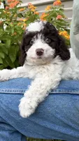 Sport, a male Poodle - Toy  for sale in Pinson, TN – 4 of 5