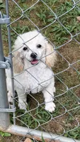 Cassie CKC, a female Poodle - Toy  for sale in Pinson, TN – 3 of 3