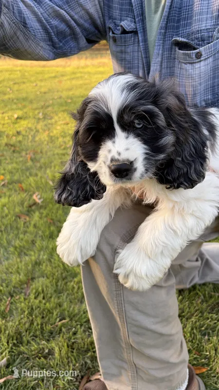 Blue Flash – Cocker Spaniel puppy for sale in Pinson, TN