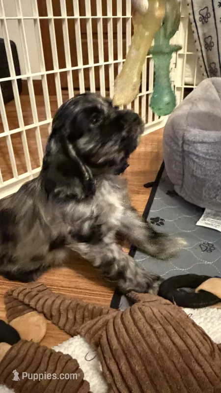 Jagger – Cocker Spaniel puppy for sale in Pinson, TN