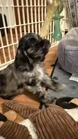 Jagger, a male Cocker Spaniel for sale in Pinson, TN – 1 of 5