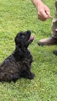 Molly AKC, a female Cocker Spaniel for sale in Pinson, TN – 2 of 6