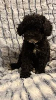 Freddy F1bb, a male Cavapoo for sale in Pinson, TN – 4 of 4