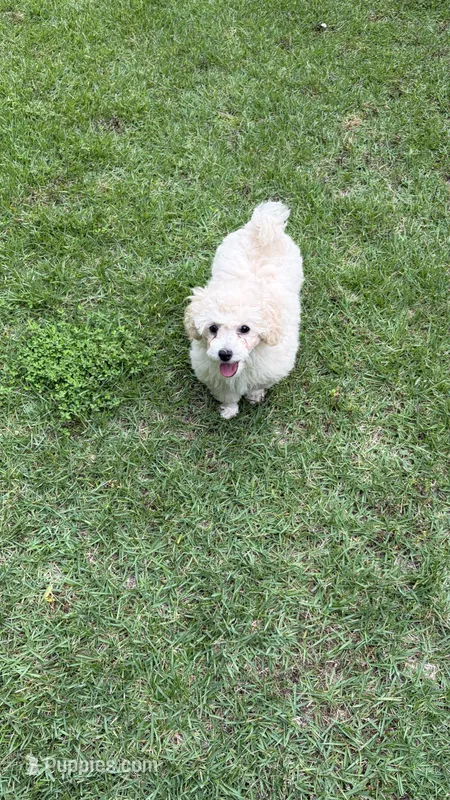 Zoe – Poodle - Miniature  puppy for sale in Pinson, TN