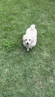 Zoe, a female Poodle - Miniature  for sale in Pinson, TN – 1 of 4