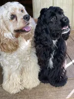 Minnie AKC, a female Cocker Spaniel for sale in Pinson, TN – 6 of 6