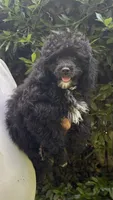 Brody, a male Poodle - Toy  for sale in Pinson, TN – 1 of 4