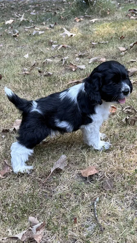 Domino – Cocker Spaniel puppy for sale in Pinson, TN