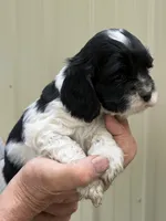 Domino AKC, a male Cocker Spaniel for sale in Pinson, TN – Photo 1 of 5