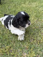 Domino AKC, a male Cocker Spaniel for sale in Pinson, TN – Photo 5 of 5