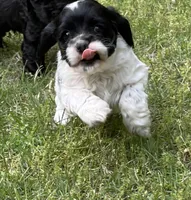 Domino AKC, a male Cocker Spaniel for sale in Pinson, TN – Photo 3 of 5