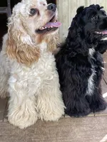 Domino AKC, a male Cocker Spaniel for sale in Pinson, TN – Photo 2 of 5