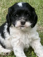 Domino AKC, a male Cocker Spaniel for sale in Pinson, TN – Photo 4 of 5
