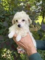 Zoe, a female Poodle - Toy  for sale in Pinson, TN – Photo 3 of 4