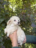 Zoe, a female Poodle - Toy  for sale in Pinson, TN – Photo 4 of 4