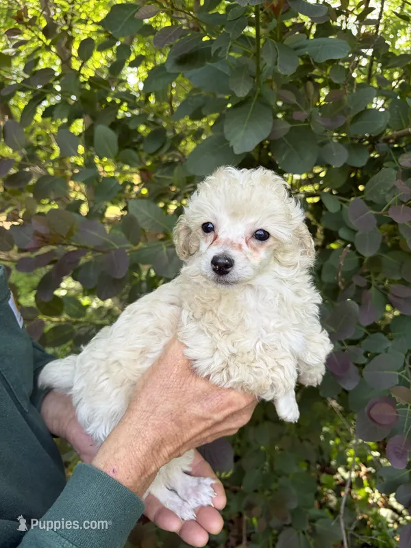 Zoe, a female Poodle - Toy  for sale in Pinson, TN – Photo 1 of 4