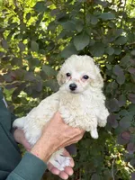 Zoe, a female Poodle - Toy  for sale in Pinson, TN – Photo 1 of 4