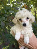 Zoe, a female Poodle - Toy  for sale in Pinson, TN – Photo 2 of 4
