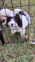 Sport, a male Poodle - Toy  for sale in Pinson, TN – 5 of 5