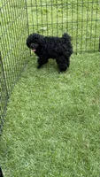 Jay  reduced, a male Poodle - Miniature  for sale in Pinson, TN – 4 of 4