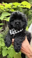 Boomer AKC, a male Cocker Spaniel for sale in Pinson, TN – 4 of 5
