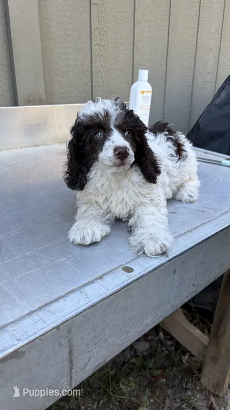 Sport  (brown-white parti) – Poodle - Toy  puppy for sale in Pinson, TN