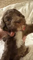 Ritz, a male Poodle - Toy  for sale in Pinson, TN – 3 of 3