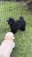 Brody, a male Poodle - Toy  for sale in Pinson, TN – 2 of 4