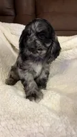 Jagger, a male Cocker Spaniel for sale in Pinson, TN – 2 of 5