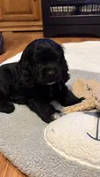Jazzy, a female Cocker Spaniel for sale in Pinson, TN – 3 of 4