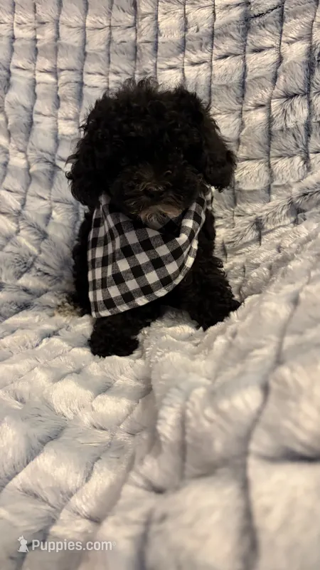 Freddy F1bb – Cavapoo puppy for sale in Pinson, TN
