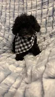Freddy F1bb, a male Cavapoo for sale in Pinson, TN – 1 of 4