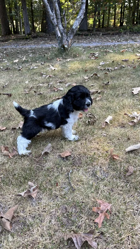 Domino – Cocker Spaniel puppy for sale in Pinson, TN