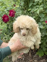 Dusty, a male Poodle - Toy  for sale in Pinson, TN – Photo 4 of 4