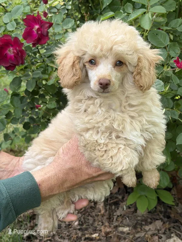 Dusty – Poodle - Toy  puppy for sale in Pinson, TN