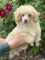 Dusty, a male Poodle - Toy  for sale in Pinson, TN – Photo 1 of 4